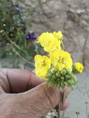 Chylismia claviformis lancifolia