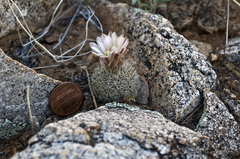 Echinomastus intertextus dasyacanthus