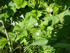 Stellaria nemorum