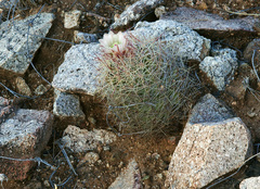 Echinomastus intertextus dasyacanthus