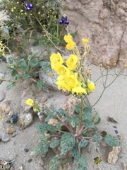 Chylismia claviformis lancifolia