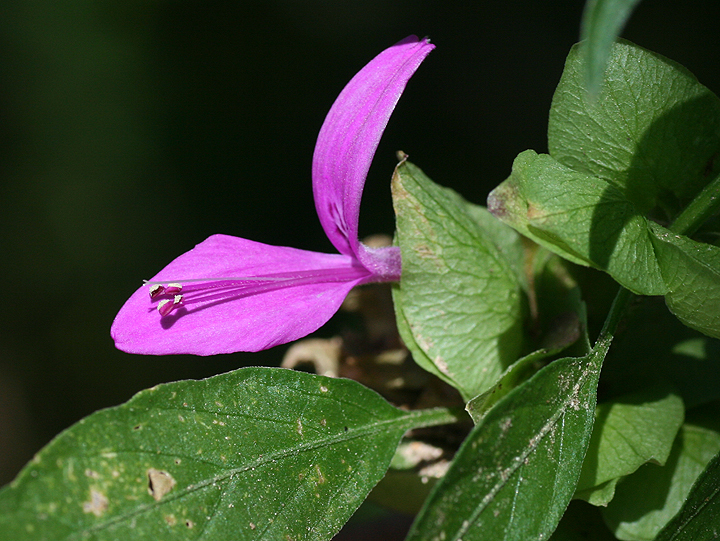Dicliptera resupinata