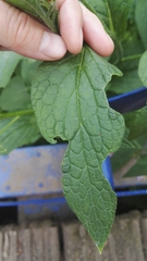 Symphytum officinale