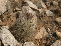 Echinomastus intertextus dasyacanthus