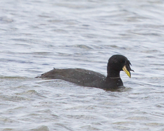 Fulica cornuta