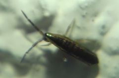 Lepidocyrtinae