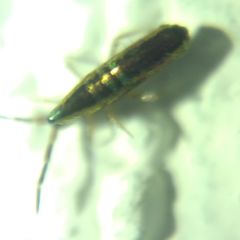 Lepidocyrtinae
