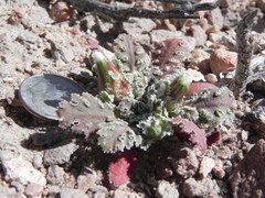 Glyptopleura marginata