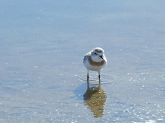 Charadrius pallidus