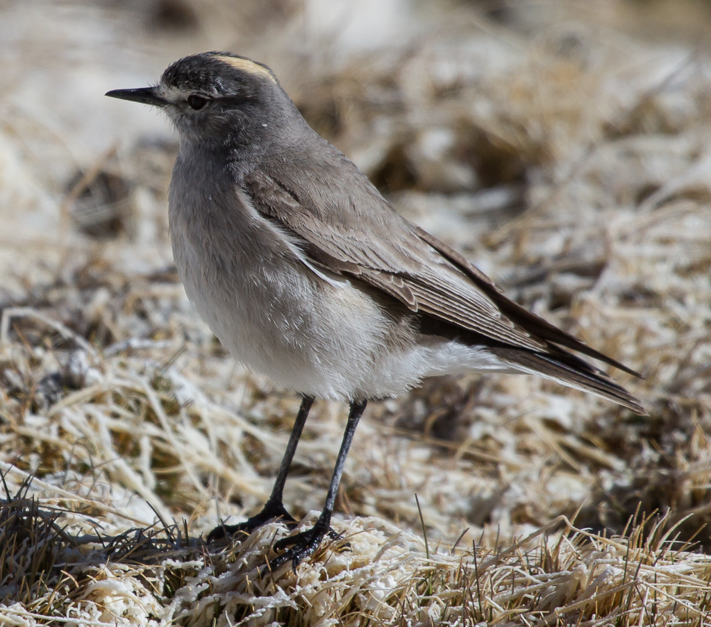 Ochre-naped Ground-Tyrant photo