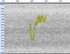 Cardellina canadensis