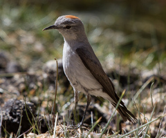 Muscisaxicola rufivertex