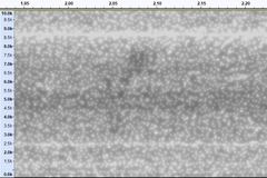 Cardellina canadensis