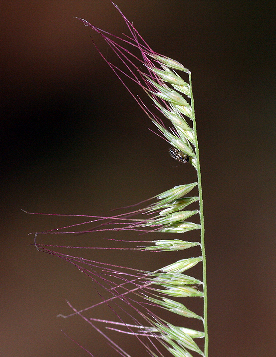 Muhlenbergia cenchroides