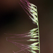 Aegopogon cenchroides - Photo (c) jrebman, some rights reserved (CC BY-NC), uploaded by jrebman