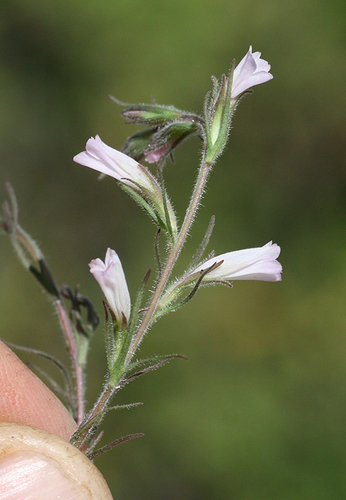 Castilleja beldingii