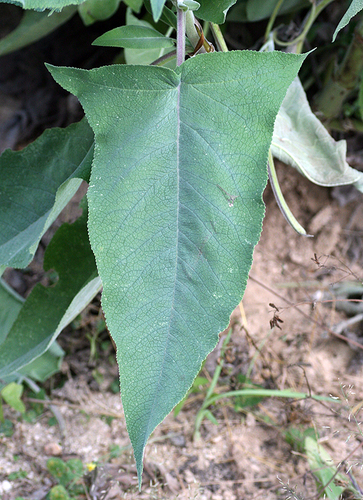 Lepechinia hastata