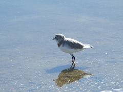 Charadrius pallidus