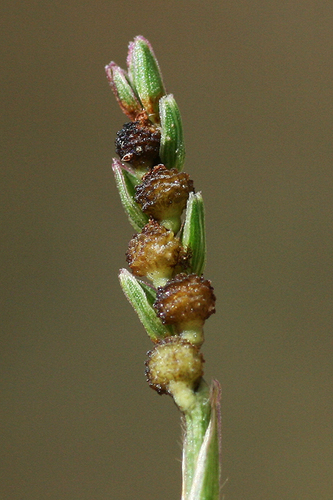 Hackelochloa granularis iNat (3)