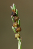 Hackelochloa granularis - Photo (c) jrebman, algunos derechos reservados (CC BY-NC), subido por jrebman