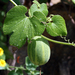 Polyclathra cucumerina - Photo (c) jrebman, μερικά δικαιώματα διατηρούνται (CC BY-NC), uploaded by jrebman