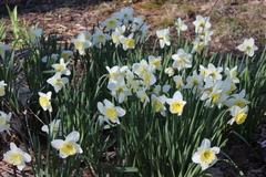 Narcissus moschatus