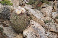 Echinomastus intertextus dasyacanthus