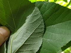 Tilia americana heterophylla
