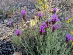 Thymus lotocephalus