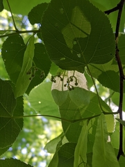 Tilia americana heterophylla
