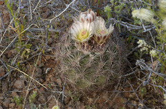 Echinomastus intertextus dasyacanthus