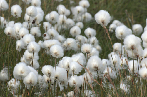 Scheuchzer's cottongrass