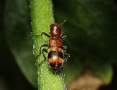 Enoclerus rosmarus