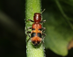 Enoclerus rosmarus