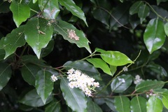 Prunus lusitanica