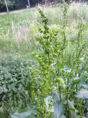 Rumex