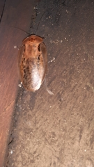 Archimandrita tessellata