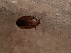 Archimandrita tessellata