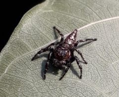 Hyllus semicupreus