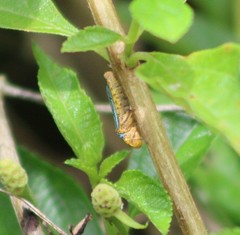 Oncometopia nigricans