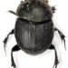 Onthophagus ovatus - Photo Radim Gabriš, sin restricciones conocidas de derechos (dominio publico)