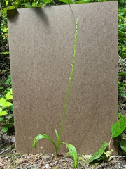 Platanthera unalascensis