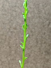 Platanthera unalascensis