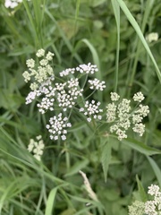 Aegopodium podagraria