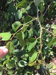 Dalbergia ecastaphyllum