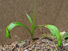 Platanthera unalascensis