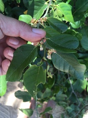 Dalbergia ecastaphyllum