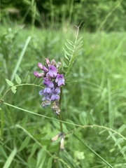 Vicia sepium