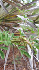 Indigofera hirsuta