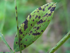 Pseudopeziza